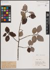 Foto von Salix caprea L.